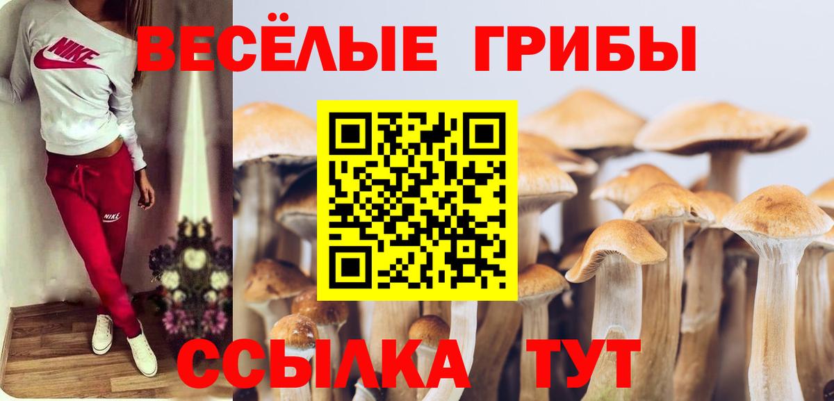 Псилоцибиновые грибы Cubensis Сочи